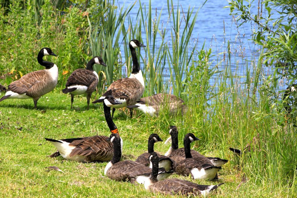 Lake Pochard Holiday Lodges South Cerney Rom bilde
